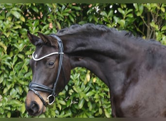 Cavallo da sella tedesco, Giumenta, 3 Anni, 163 cm, Baio