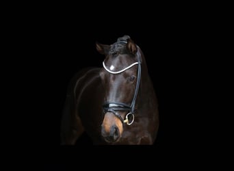 Cavallo da sella tedesco, Giumenta, 3 Anni, 163 cm, Baio