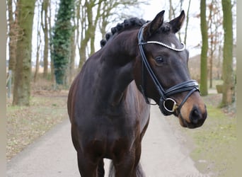 Cavallo da sella tedesco, Giumenta, 3 Anni, 163 cm, Baio
