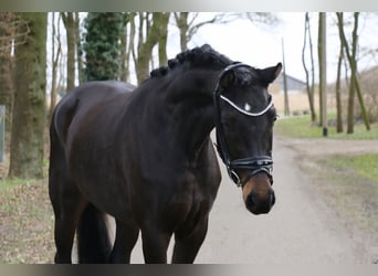 Cavallo da sella tedesco, Giumenta, 3 Anni, 163 cm, Baio