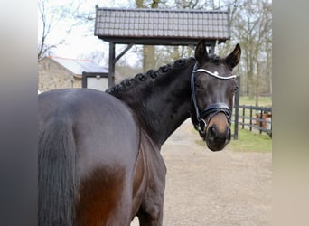 Cavallo da sella tedesco, Giumenta, 3 Anni, 163 cm, Baio