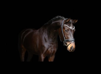 Cavallo da sella tedesco, Giumenta, 3 Anni, 163 cm, Baio