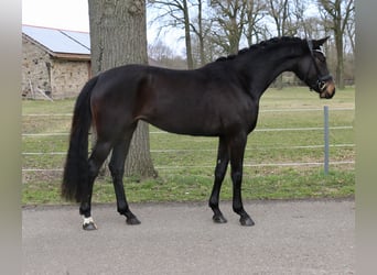 Cavallo da sella tedesco, Giumenta, 3 Anni, 163 cm, Baio