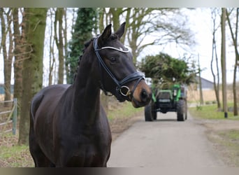 Cavallo da sella tedesco, Giumenta, 3 Anni, 163 cm, Baio