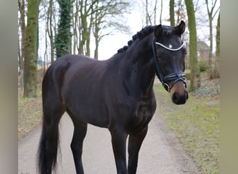 Cavallo da sella tedesco, Giumenta, 3 Anni, 163 cm, Baio