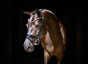 Cavallo da sella tedesco, Giumenta, 3 Anni, 164 cm, Baio nero