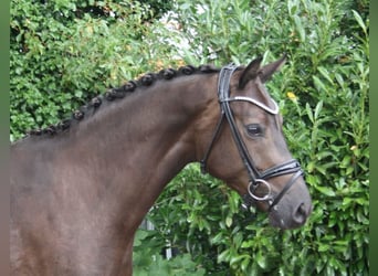 Cavallo da sella tedesco, Giumenta, 3 Anni, 164 cm, Baio nero