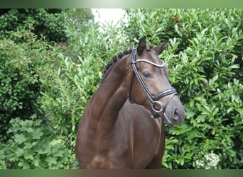 Cavallo da sella tedesco, Giumenta, 3 Anni, 164 cm, Baio nero