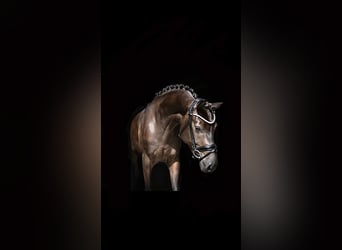 Cavallo da sella tedesco, Giumenta, 3 Anni, 164 cm, Baio nero