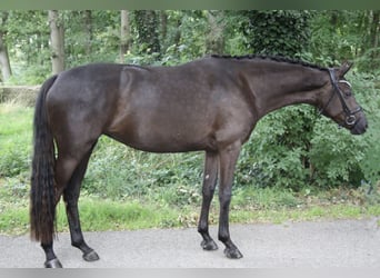 Cavallo da sella tedesco, Giumenta, 3 Anni, 164 cm, Baio nero