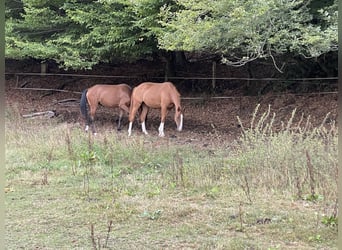 Cavallo da sella tedesco, Giumenta, 3 Anni, 165 cm, Sauro