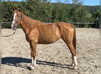 Cavallo da sella tedesco, Giumenta, 3 Anni, 165 cm, Sauro