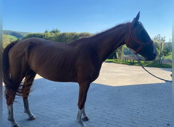 Cavallo da sella tedesco, Giumenta, 3 Anni, 165 cm, Sauro