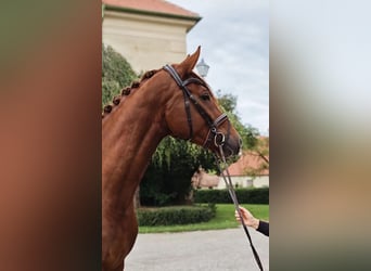 Cavallo da sella tedesco, Giumenta, 3 Anni, 165 cm, Sauro