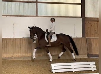 Cavallo da sella tedesco, Giumenta, 3 Anni, 169 cm, Baio scuro
