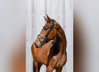 Cavallo da sella tedesco, Giumenta, 3 Anni, 170 cm, Baio