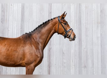 Cavallo da sella tedesco, Giumenta, 3 Anni, 170 cm, Baio
