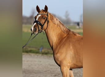 Cavallo da sella tedesco Mix, Giumenta, 4 Anni, 146 cm, Sauro