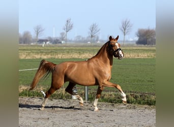 Cavallo da sella tedesco Mix, Giumenta, 4 Anni, 146 cm, Sauro