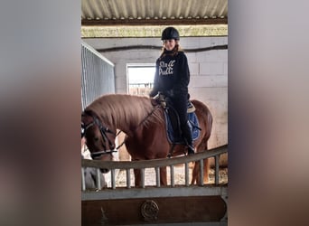 Cavallo da sella tedesco, Giumenta, 4 Anni, 155 cm, Sauro