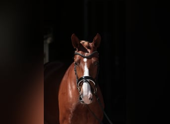 Cavallo da sella tedesco, Giumenta, 4 Anni, 158 cm, Sauro