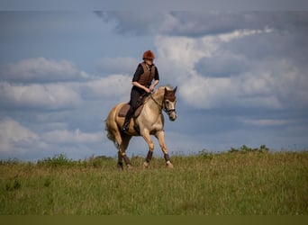Cavallo da sella tedesco, Giumenta, 4 Anni, 162 cm, Palomino