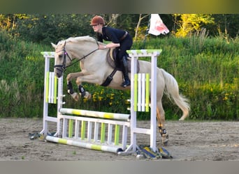 Cavallo da sella tedesco, Giumenta, 4 Anni, 162 cm, Palomino