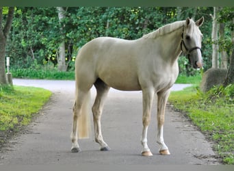 Cavallo da sella tedesco, Giumenta, 4 Anni, 162 cm, Palomino