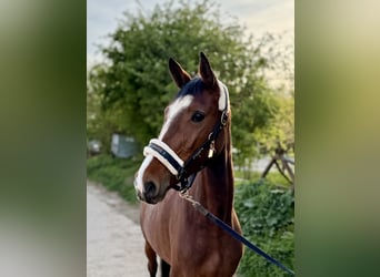 Cavallo da sella tedesco, Giumenta, 4 Anni, 163 cm, Baio