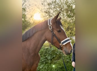 Cavallo da sella tedesco, Giumenta, 4 Anni, 163 cm, Baio