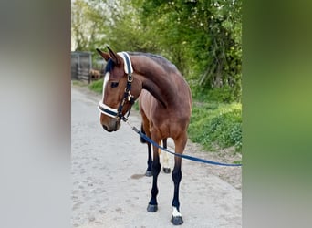 Cavallo da sella tedesco, Giumenta, 4 Anni, 163 cm, Baio