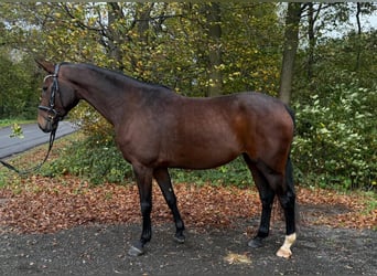 Cavallo da sella tedesco, Giumenta, 4 Anni, 163 cm, Baio