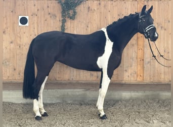 Cavallo da sella tedesco, Giumenta, 4 Anni, 164 cm, Pezzato