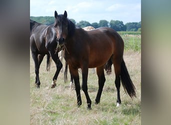Cavallo da sella tedesco, Giumenta, 4 Anni, 165 cm, Baio