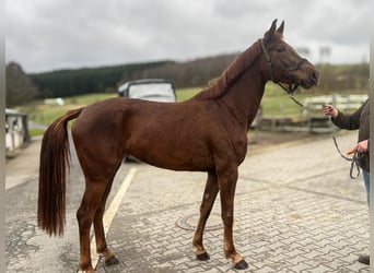 Cavallo da sella tedesco, Giumenta, 4 Anni, 165 cm, Sauro