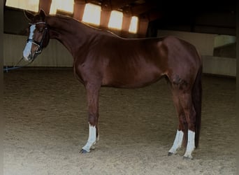 Cavallo da sella tedesco, Giumenta, 4 Anni, 165 cm, Sauro