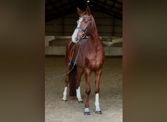 Cavallo da sella tedesco, Giumenta, 4 Anni, 165 cm, Sauro