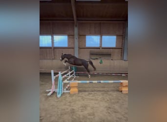 Cavallo da sella tedesco, Giumenta, 4 Anni, 167 cm, Sauro scuro