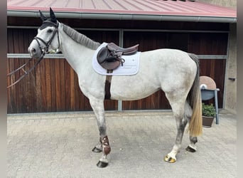 Cavallo da sella tedesco, Giumenta, 4 Anni, 168 cm, Grigio