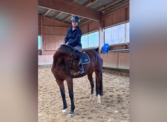 Cavallo da sella tedesco, Giumenta, 4 Anni, 170 cm, Baio