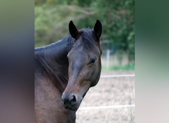Cavallo da sella tedesco, Giumenta, 4 Anni, 170 cm, Baio scuro