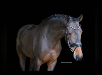 Cavallo da sella tedesco, Giumenta, 4 Anni, 172 cm, Baio