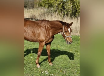 Cavallo da sella tedesco, Giumenta, 4 Anni, 177 cm, Sauro