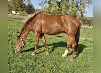 Cavallo da sella tedesco, Giumenta, 4 Anni, 177 cm, Sauro