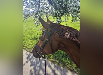 Cavallo da sella tedesco, Giumenta, 4 Anni, 177 cm, Sauro