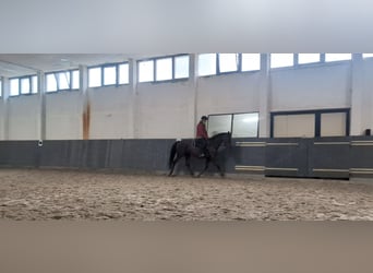 Cavallo da sella tedesco, Giumenta, 5 Anni, 158 cm, Sauro