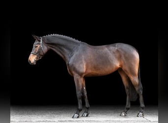 Cavallo da sella tedesco, Giumenta, 5 Anni, 160 cm, Baio