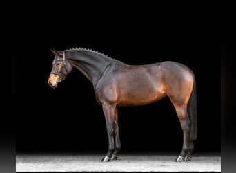 Cavallo da sella tedesco, Giumenta, 5 Anni, 160 cm, Baio