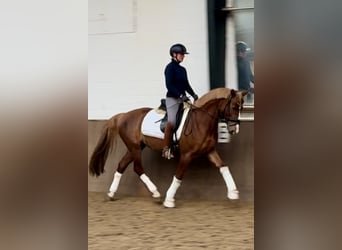 Cavallo da sella tedesco, Giumenta, 5 Anni, 160 cm, Sauro scuro