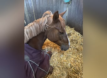 Cavallo da sella tedesco, Giumenta, 5 Anni, 160 cm, Sauro scuro